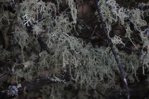 iNaturalist observation photo of Common Lichens
