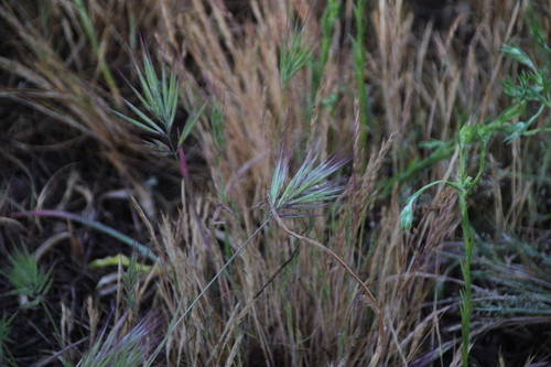 iNaturalist observation photo of bromes