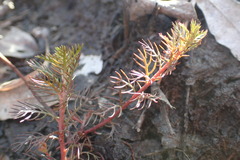 Proserpinaca pectinata