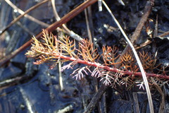 Proserpinaca pectinata