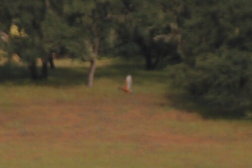 iNaturalist observation photo of Red-shouldered Hawk