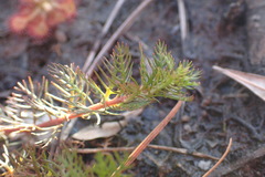 Proserpinaca pectinata