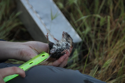 iNaturalist observation photo of North American Deer Mice