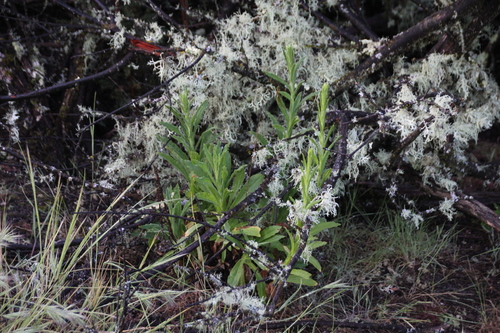 iNaturalist observation photo of Asteroideae