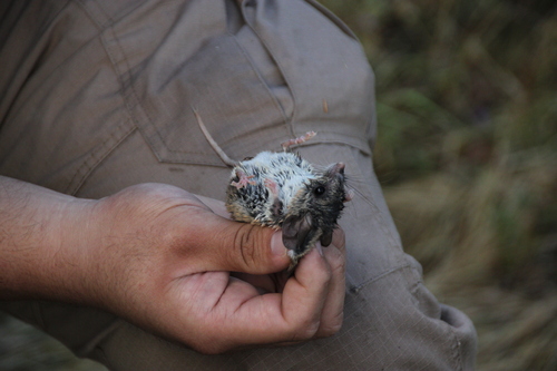 iNaturalist observation photo of North American Deer Mice