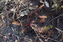 Proserpinaca pectinata