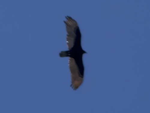 Vulture
