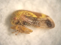 Ophiderma evelyna