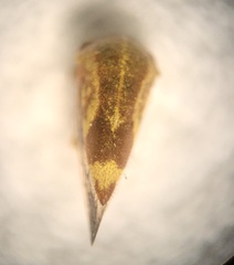 Ophiderma evelyna