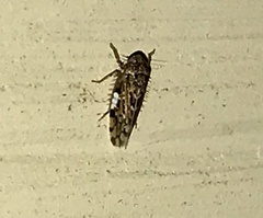 Xestocephalus tessellatus