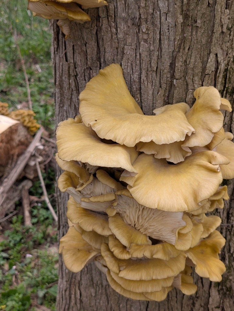 Pleurotus citrinopileatus · April 2026 · photo: © norveig (iNaturalist, cc0)
