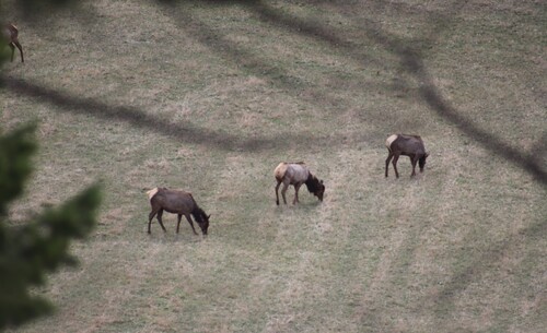 Elk observed by georectified