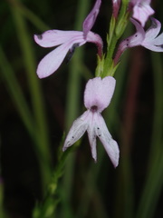 Striga curviflora