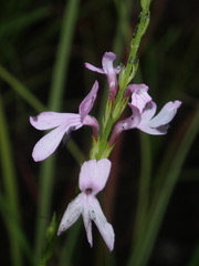 Striga curviflora