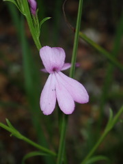 Striga curviflora