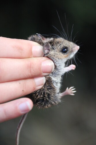 iNaturalist observation photo of North American Deer Mice