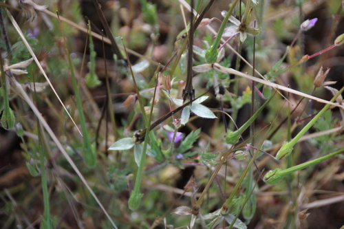 iNaturalist observation photo of stork's-bills