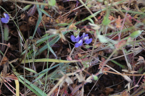 iNaturalist observation photo of lupines