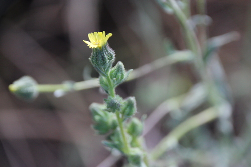 iNaturalist observation photo of tarweeds