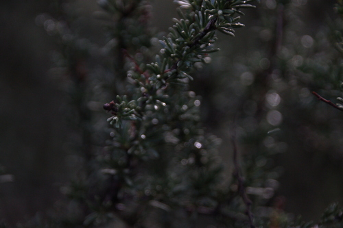 iNaturalist observation photo of chamise