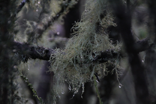 iNaturalist observation photo of Common Lichens