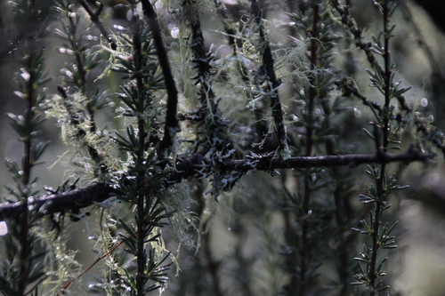iNaturalist observation photo of shield lichens, rim lichens, and allies