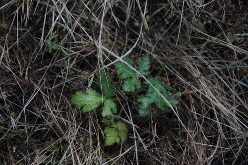 iNaturalist observation photo of Pacific Sanicle