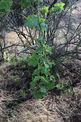iNaturalist observation photo of California manroot