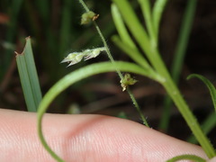 Striga curviflora