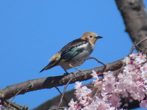 Chestnut-cheeked Starling (Agropsar philippensis), photo 3