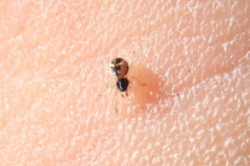 iNaturalist observation photo of Spiders