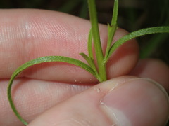 Striga curviflora