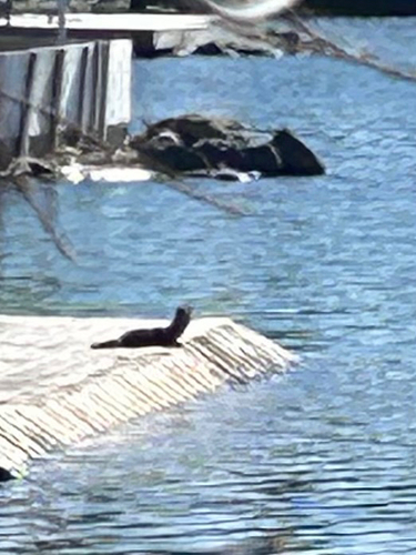 American Mink observed by drcjross