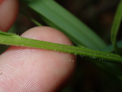 Striga curviflora