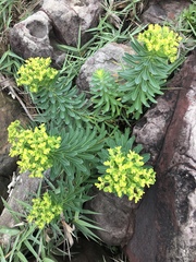 Euphorbia jolkinii