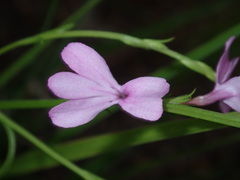 Striga curviflora