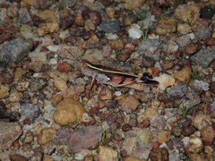 Macrocara conglobata