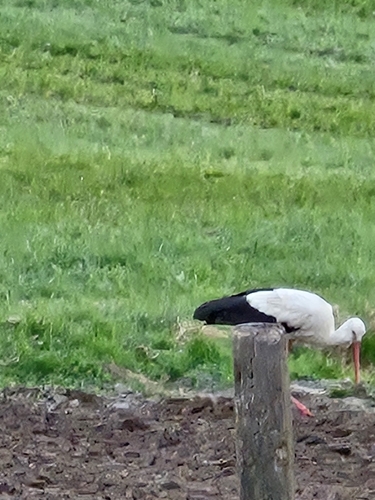 White Stork