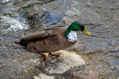 Anas platyrhynchos domesticus