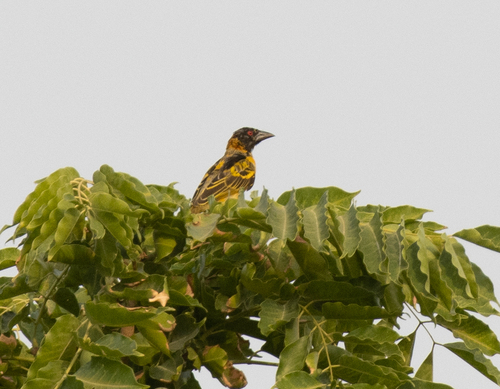 Village Weaver