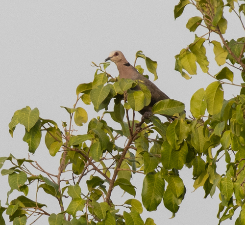 Red-eyed Dove