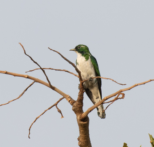 Klaas's Cuckoo (Chrysococcyx klaas), photo 9