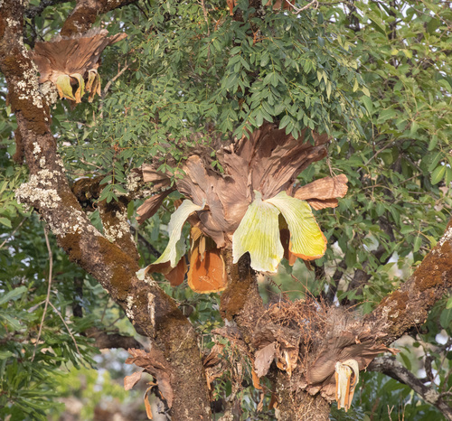 Angola staghorn fern