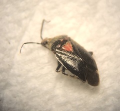 Deraeocoris sayi