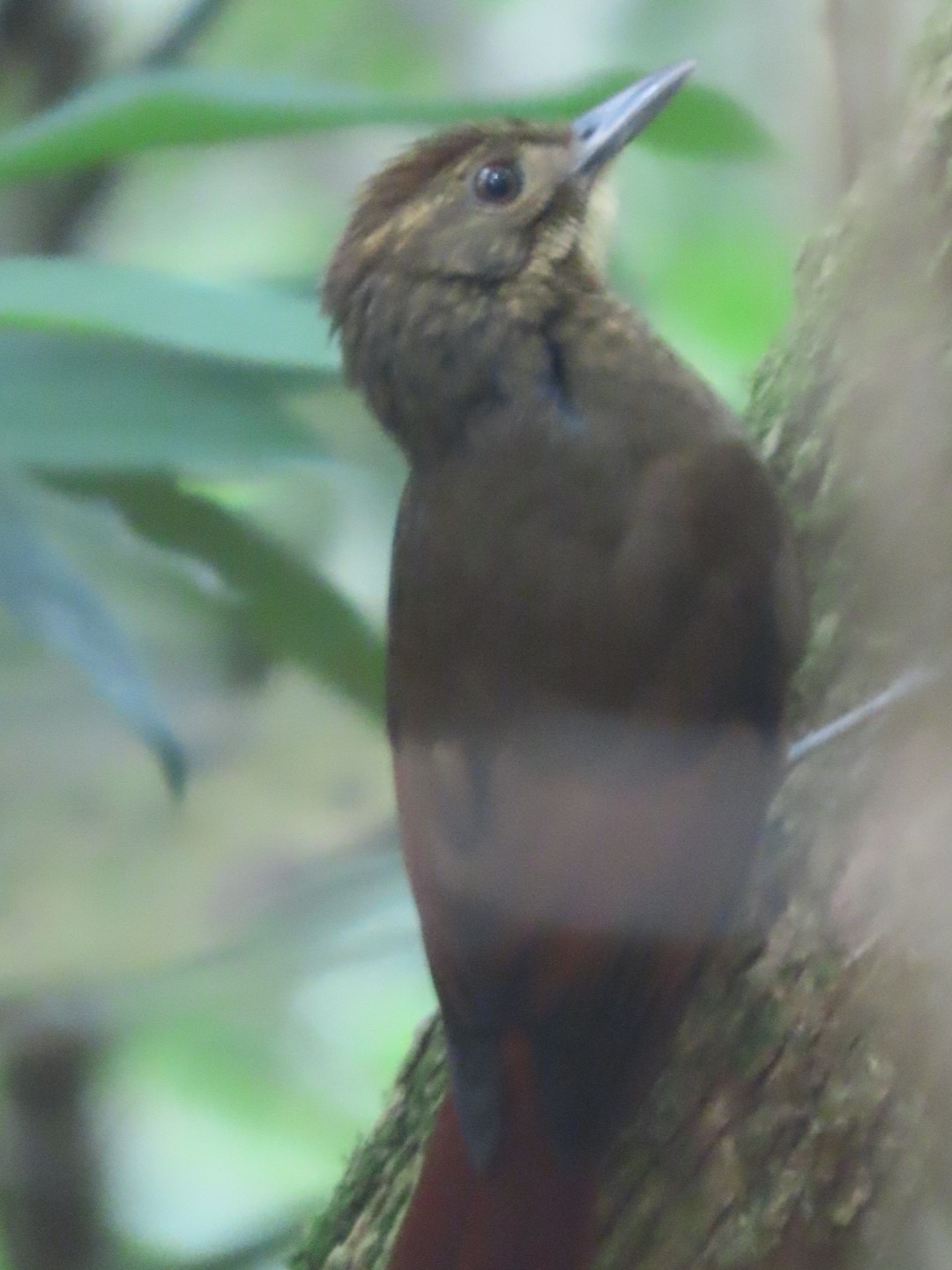 Tawny-winged Woodcreeper (Dendrocincla anabatina), photo 3