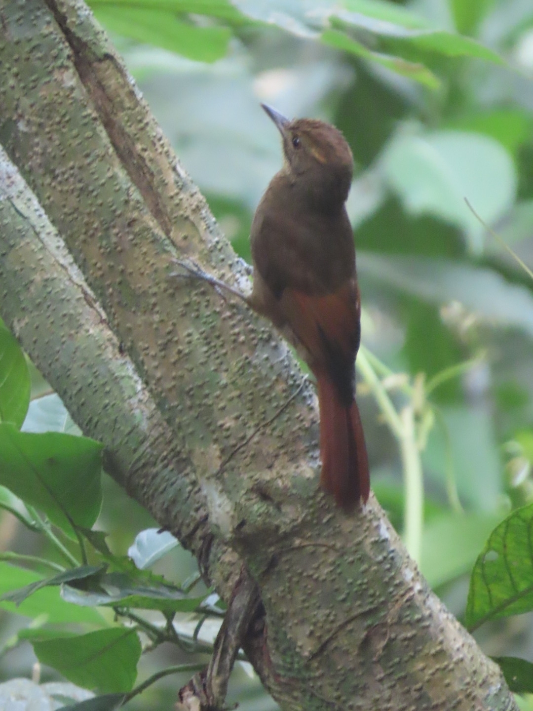 Tawny-winged Woodcreeper (Dendrocincla anabatina), photo 4