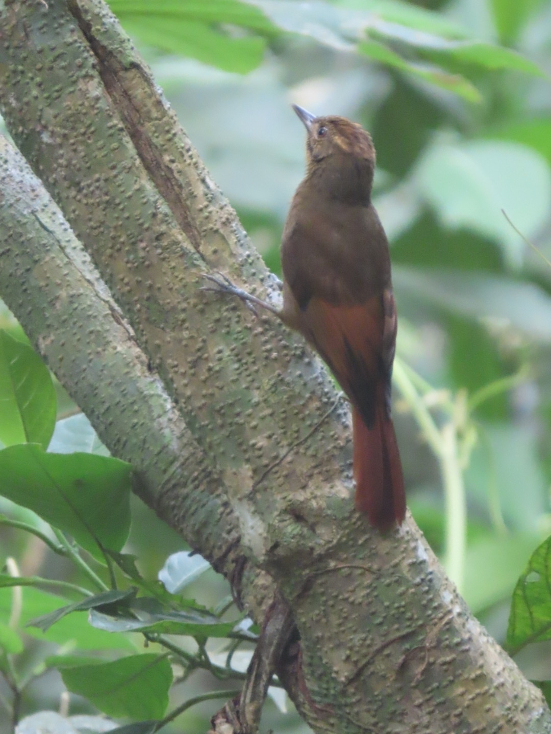 Tawny-winged Woodcreeper (Dendrocincla anabatina), photo 5