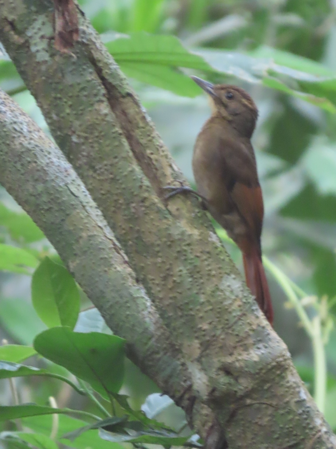 Tawny-winged Woodcreeper (Dendrocincla anabatina), photo 6