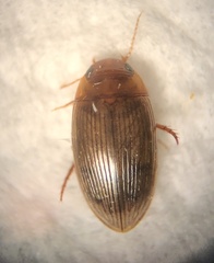 Copelatus glyphicus