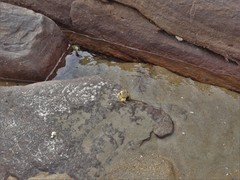 Grapsus fourmanoiri